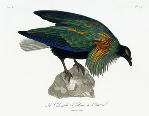 Nicobar Pigeon, 1799-1808 de Jean Lebrecht Reinold