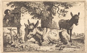 Um burro por um poço de água