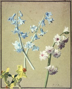 Um jacinto azul e lavanda e um narciso amarelo, c.1805