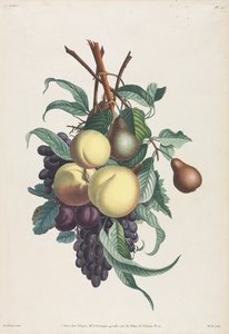 Coleção de flores e frutas: Ramos de rousselet, pêssego, ameixa e uva