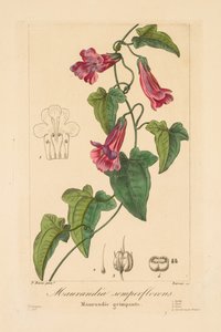 Flora para jardineiros, amadores e fabricantes: Maurandia semperflorens de Jean Pierre Frederic Barrois