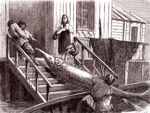 Pesca do esturjão no rio Volga, Rússia. 1867 (gravura)