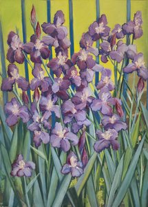 Purple Irises, 2023 (pastel sobre papel)