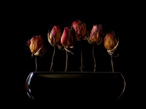 Rosas secas da Moody de Jeffrey Hummel
