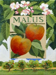 Malus (maçã), 2014 (acrílico sobre tela)