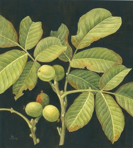 Nogueira verde