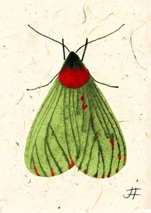 FlyMoth, 2024 (aguarela sobre papel)