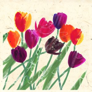 BELEZAS DA HOLANDA