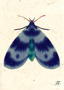 Indigo Moth, 2024 (aguarela sobre papel) de Jenny Frean