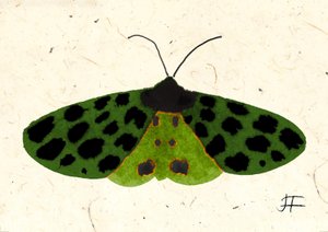 Tiger Moth, 2024 (aguarela sobre papel) de Jenny Frean