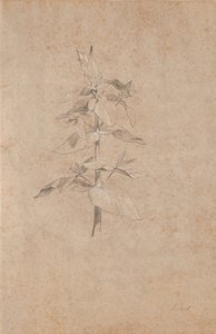 Estudo de plantas de Jens Juel