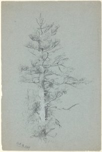 Estudo da Árvore de Jervis McEntee