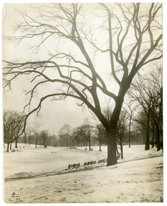 Boston Common & frog-pond, por árvore, Boston, EUA, c.1902-10 (foto gelatina prateada) de Jessie Tarbox Beals