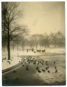 Comum com pombos, Boston, EUA, c.1902-10 de Jessie Tarbox Beals
