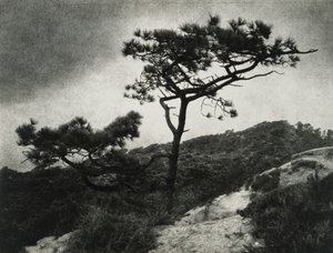 Famosos Torrey Pines de Jessie Tarbox Beals
