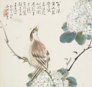 Um Hwamei chinês, 1857