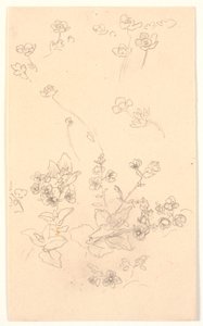 Estudos de flores de Joakim Frederik Skovgaard