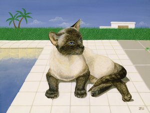 Gato siamês por uma piscina