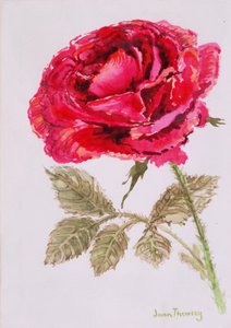 A Red Rose, 2000, Aguarela em papel artesanal de Joan Thewsey