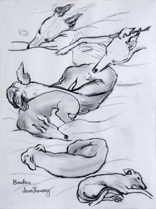 Bracken, o whippet, 2000, (lápis) de Joan Thewsey
