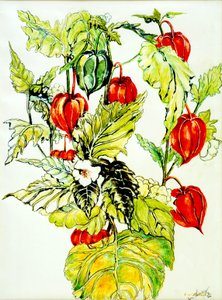 Spray de Lanterna Chinesa, 2005, (cor de água) de Joan Thewsey