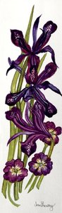 Iris e Primroses (aguarela) de Joan Thewsey