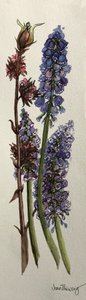 Muscari e Viburnum bodnantense (aguarela) de Joan Thewsey