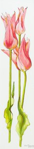 Três lírios vermelhos floridos tulipas Marianne, aquarela, 2010