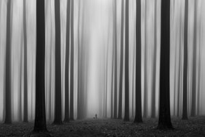 Caminho da Floresta Ennevoada de Jochen Bongaerts