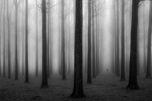A Misteriosa Floresta Envolvida em Nevoeiro de Jochen Bongaerts