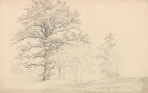 Árvores de folha caduca de Johan Christian Dahl