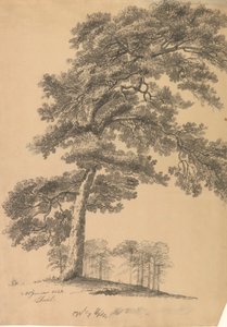Pinheiro de Johan Christian Dahl