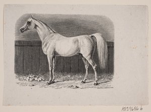 Um cavalo de Johan Frederik Rosenstand