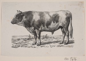 Um touro de Johan Frederik Rosenstand