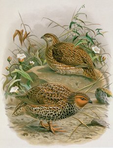 Nova Zelândia codorniz, ilustração de &39;uma história das aves da Nova Zelândia&39; por WL Buller, 1887-88 (chromolitho)