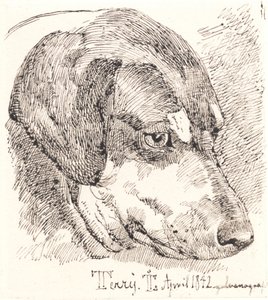 Dinamarquês: Cabeça de cão, Terry