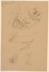 Estudos de folhas e flores de Johan Thomas Lundbye