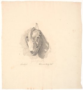 Crânio de cachorro de Johan Thomas Lundbye