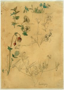 J. Th. Lundbye, Estudo de Plantas de Johan Thomas Lundbye