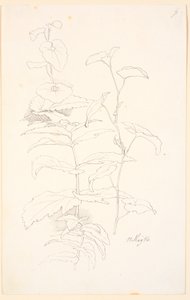 Estudos de plantas, i.a. de rosnado de Johan Thomas Lundbye