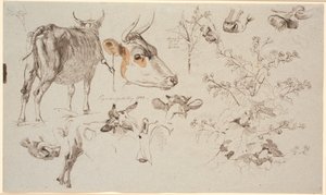 Revista de estudo da Vognserup. televisão uma vaca em pé vista por trás, vários estudos detalhados de cabeças de vaca, bem como t.h. uma bainha e no meio um cardo cardo de Johan Thomas Lundbye