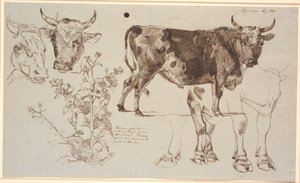 Revista de estudo da Vognserup. televisão duas cabeças de vaca, abaixo de uma zibelina. Centro para endireitar um touro em pé, abaixo dos estudos de suas pernas de Johan Thomas Lundbye