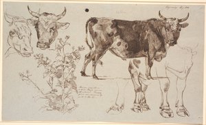 Revista de estudo da Vognserup. televisão duas cabeças de vaca, abaixo de uma zibelina. Centro para endireitar um touro em pé, abaixo dos estudos de suas pernas de Johan Thomas Lundbye
