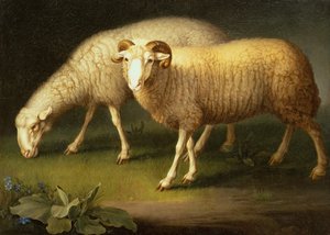 Um carneiro e uma ovelha (óleo sobre tela)