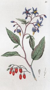 Solanum dulcamara agridoce, 1804-1811