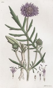 Campo Scabious Knautia arvensis, 1804-1811