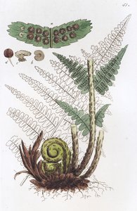 Feto macho Dryopteris filix-mas, 1804-1811