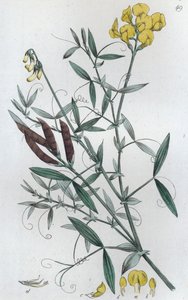 Lathyrus pratensis, 1804-1811