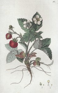 Morangueiro bravo Fragaria vesca, 1804-1811