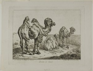 Dromedário e Camelo de Johann Adam Klein